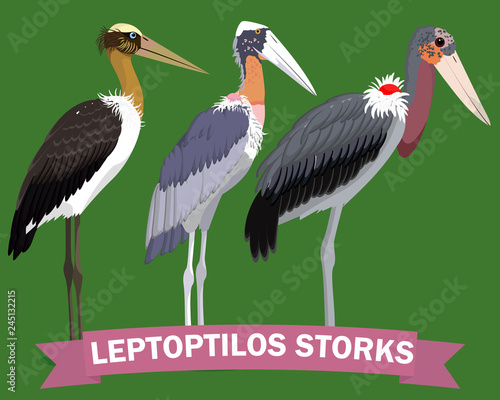 Leptoptilos stork genus cartoon bird