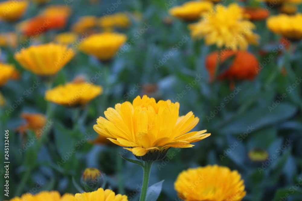 Beautiful yellow and orange flowers in the garden captured in sunlight. Beautiful yellow and orange flowers in the garden captured in sunlight.