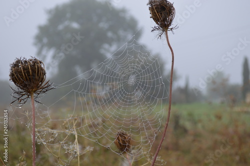 Cobwebs and Yarrows