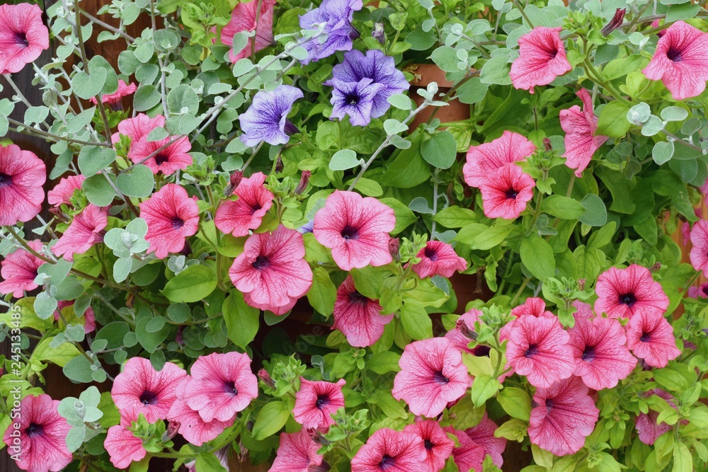 Varieties of petunia and surfinia flowers in the pot in front the door