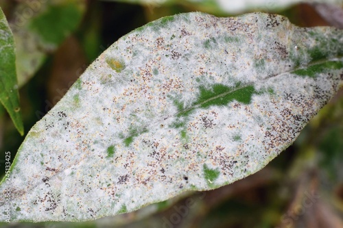 Detail of powdery mildew, plant disease