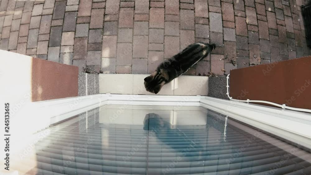 Vidéo Stock Cat from outside look through glass door top view 4K