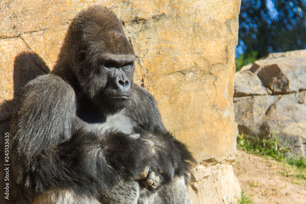 A western lowland silverback male gorilla, sitting on the ground and looking straight ahead