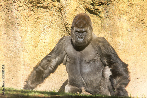 A western lowland silverback male gorilla, sitting on the ground and looking straight ahead