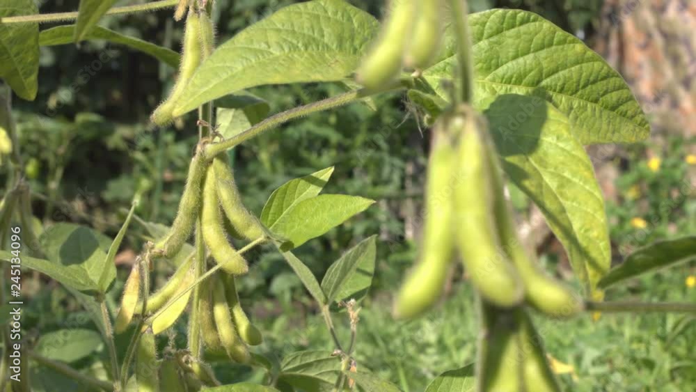 Growing soy in the garden.
Soy grows in garden. Soybean pods hang on branches. Focus shifts from first view to back view. leaves are moving by the wind. Growing soy in the garden.
Soy grows in garden. Soybean pods hang on branches. Focus shifts from first view to back view. leaves are moving by the wind.