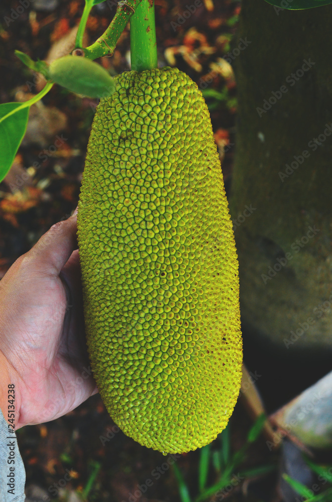 A hand holding a young jackfruit.
