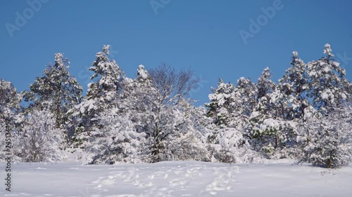 Wallpaper Mural Trees in the forest in the snow in 4k Torontodigital.ca