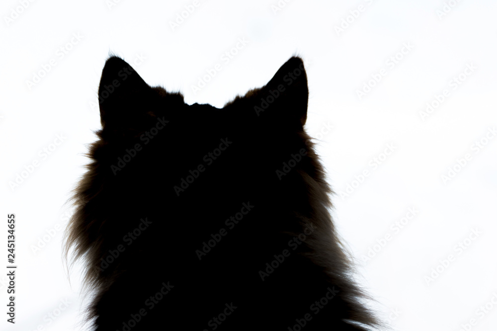 Silhouett of a cat's head on a white isolated background close up_