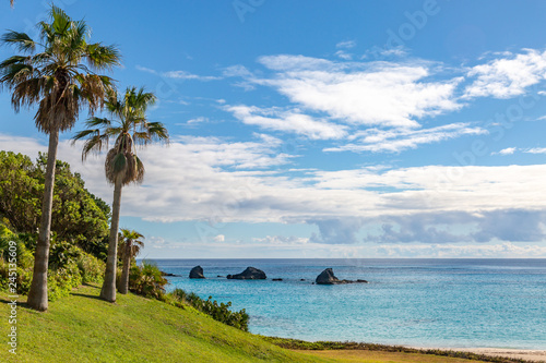 Palm trees at the coast, on the island of Bermuda