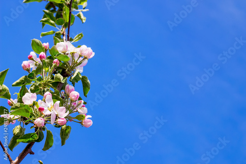 Branch of apple trees with flowers on the background of the blue sky. Copy space_