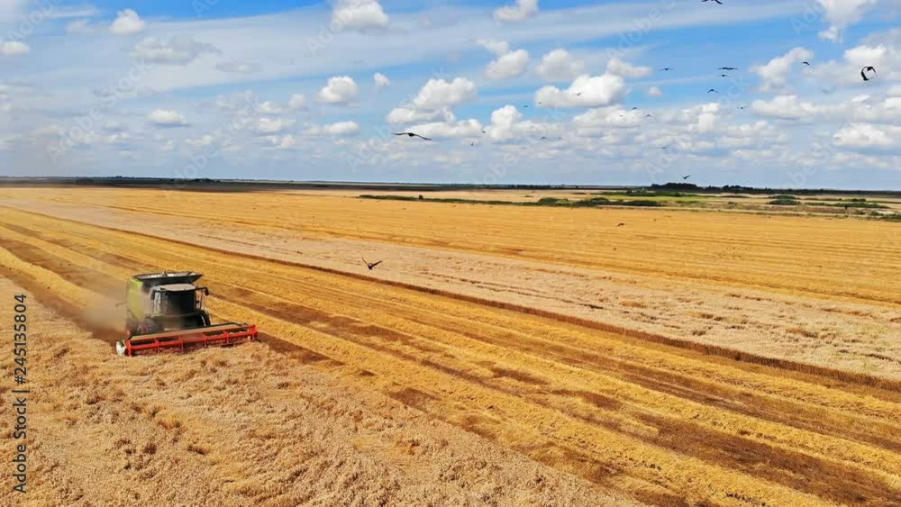Aerial view of wheat harvest with flock of crows. Drone shot flying over combine harvester working on wheat field Aerial view of wheat harvest with flock of crows. Drone shot flying over combine harvester working on wheat field