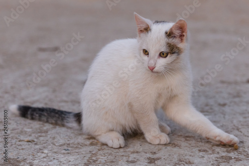White kitty sitting on concrete looking away