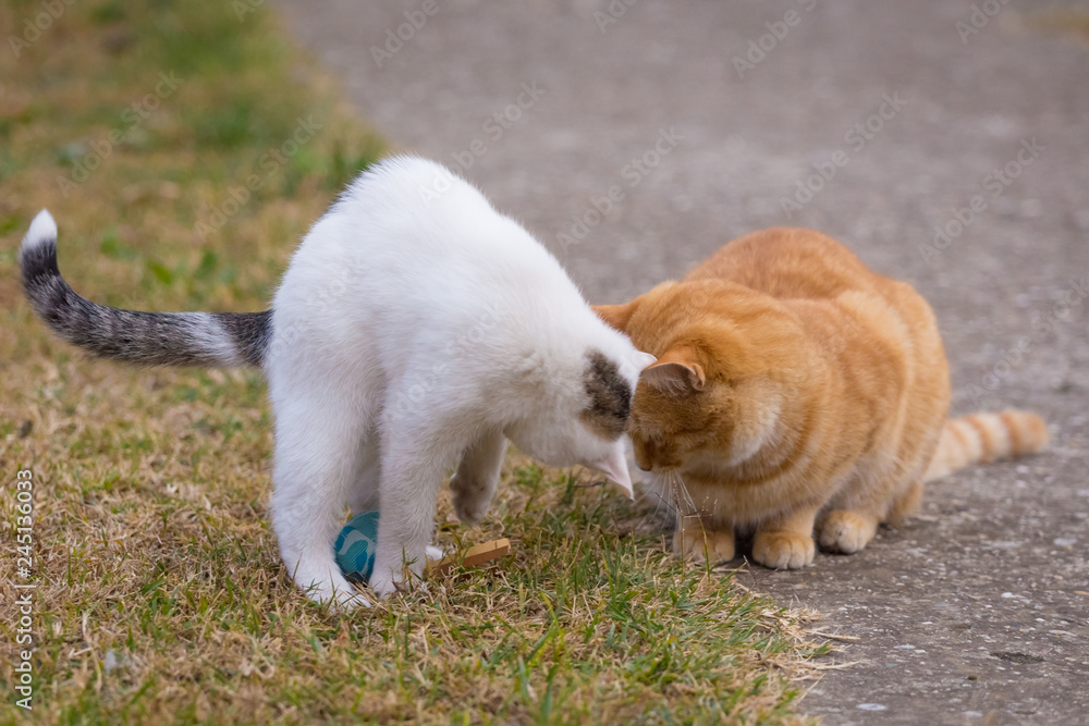 White and yellow cats playing with blue ball on the grass