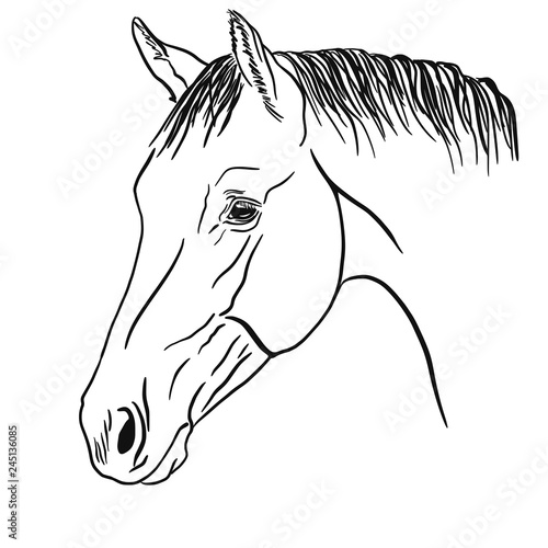 Head of a young horse . Vector illustration.	