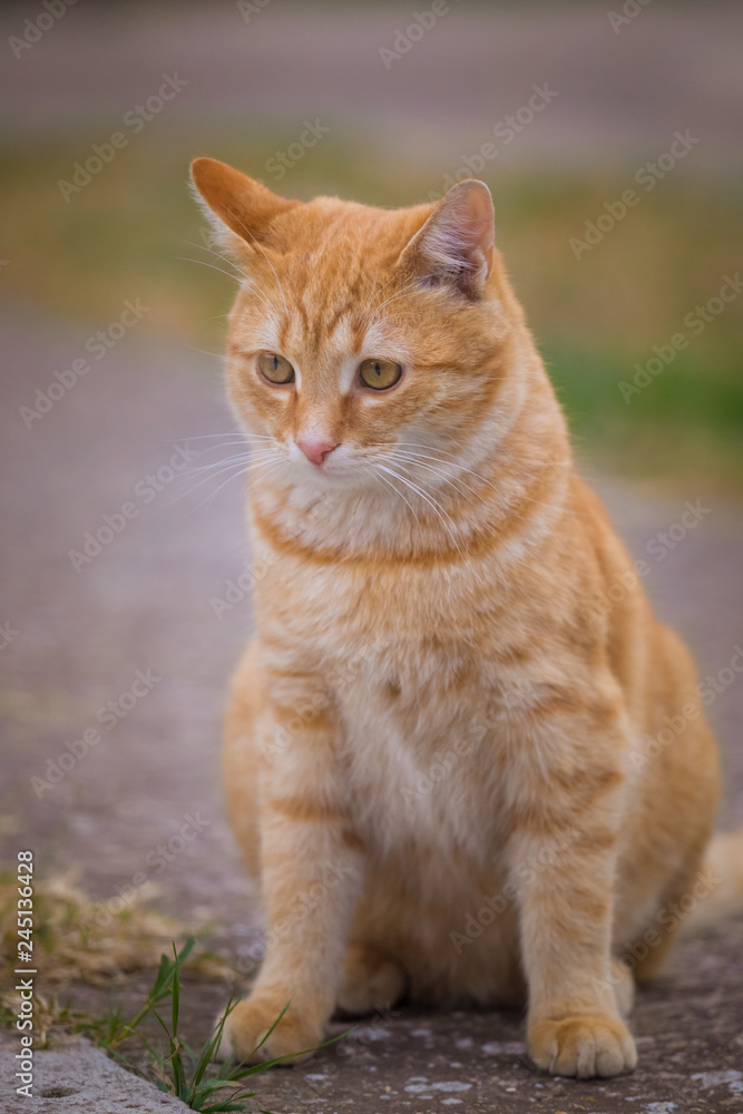 Yellow cat sit on green grass and look away Yellow cat sit on green grass and look away