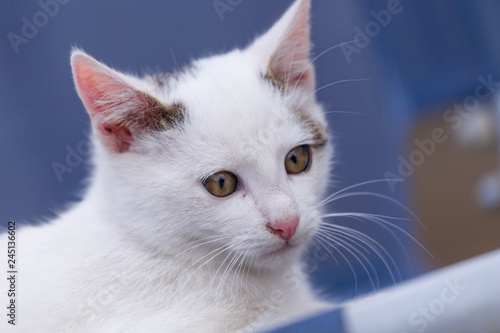 Portrait of a small white cat with a blue background