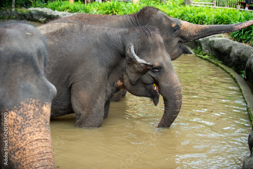 Captive Asian Elephant with a carrot in its mouth