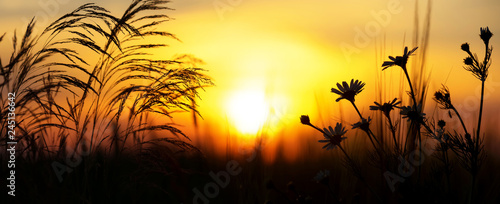 Summer evening landscape. Colorful sunset.on summer meadow. Daisy flowers in the setting sun