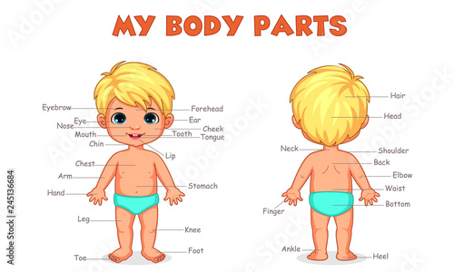 My body parts boy illustration for kids