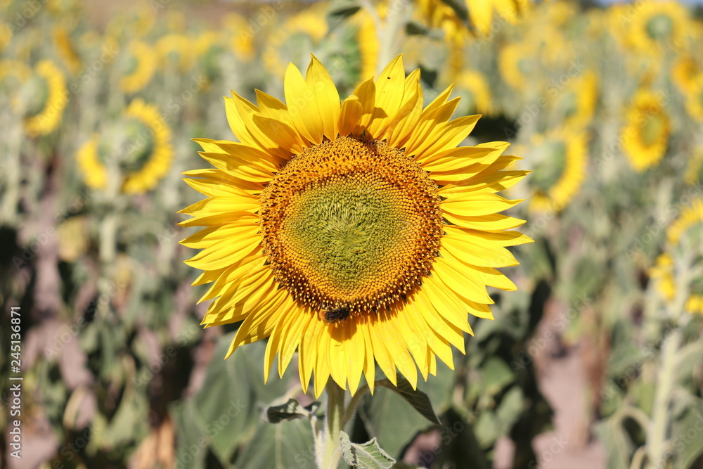 Fototapeta premium Sonnenblumenfeld
