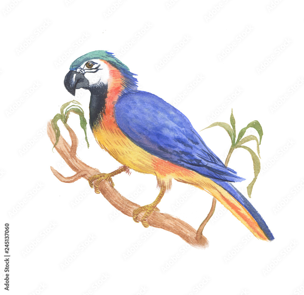 hand drawn watercolor illustration/macaw parrot