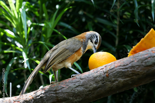 Cuadro en lienzo Small beautiful exotic bird in aviary park