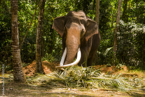 Принти на полотні The Tallest Tusker in Asia - Nadungamuwa Raja