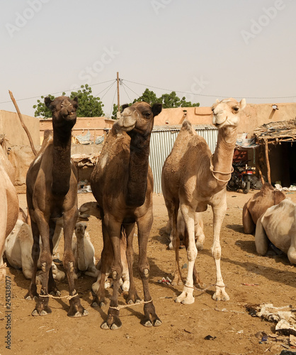 Camels at the Local cattle market in Agades, Air, Niger