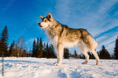 Hiking dog  experienced tourist