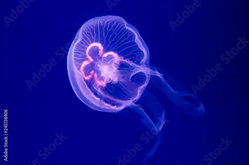 Aurelia aurita jellyfish close-up in aquarium