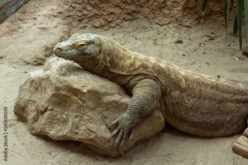 Komodo dragon (varanus komodoensis) resting on rock Komodo dragon (varanus komodoensis) resting on rock