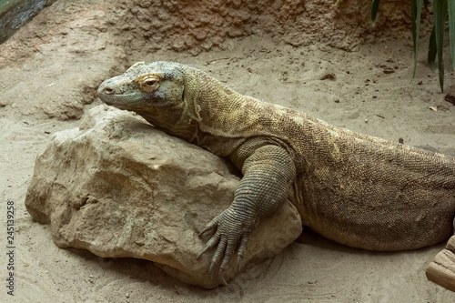 Komodo dragon (varanus komodoensis) resting on rock