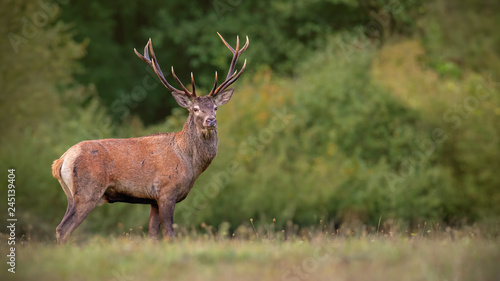 Red deer  cervus elaphus  stag in autumn scenery. Wild animal in wilderness. Male mammal in nature 
