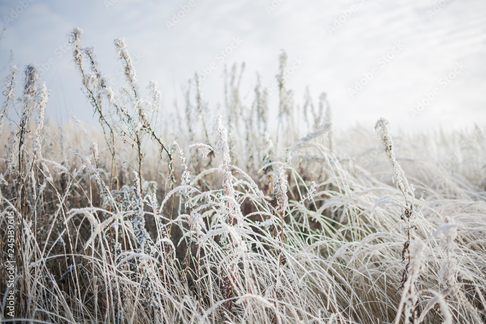 Fototapeta premium Winter