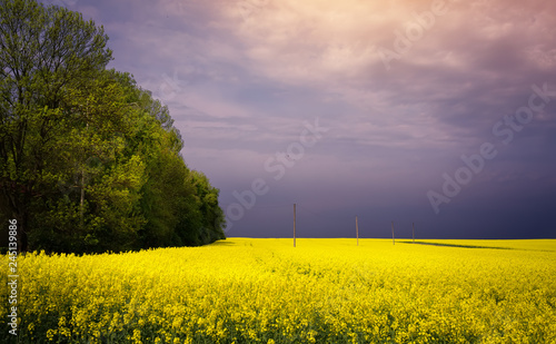 spring flowering countryside landscape  blooming yellow field