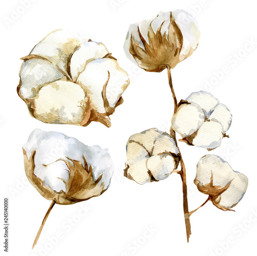 Set of watercolor vintage bouquet of cotton branch flowers. Composition of blossom fluffy bud. Colorful botanical illustration on white background in vector format. Hand drawn blooming delicate plant.