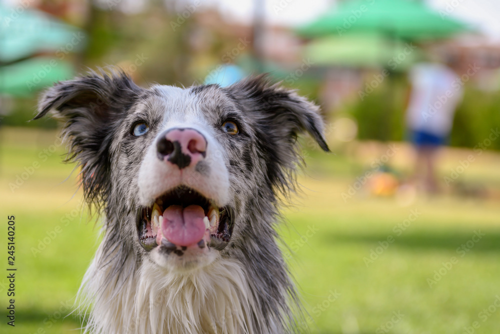 Dog breed with heterochromia. A difference in the color of the eyes Dog breed with heterochromia. A difference in the color of the eyes