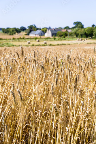 Close-up view of ripe ears of barley in a field under a bright sunlight in the french countryside with farm buildings in a blurry background.