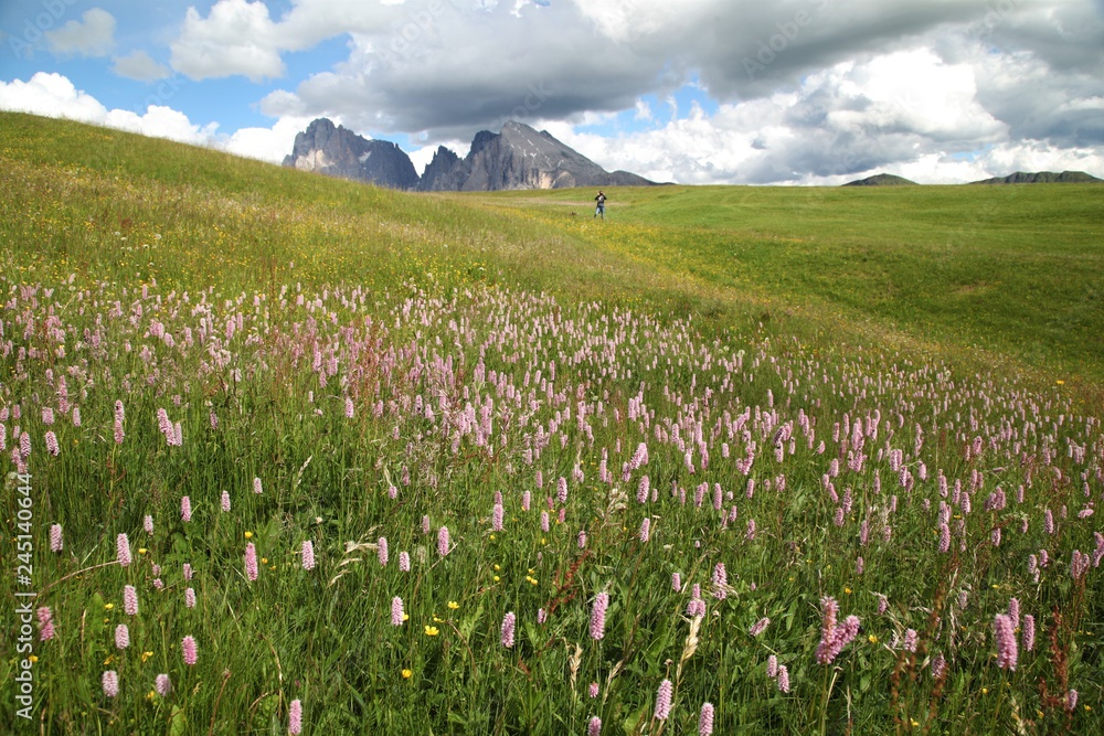 Fototapeta premium Aple di Siusi Sasso Lungo e Piatto
