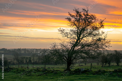 Tree_near_castle