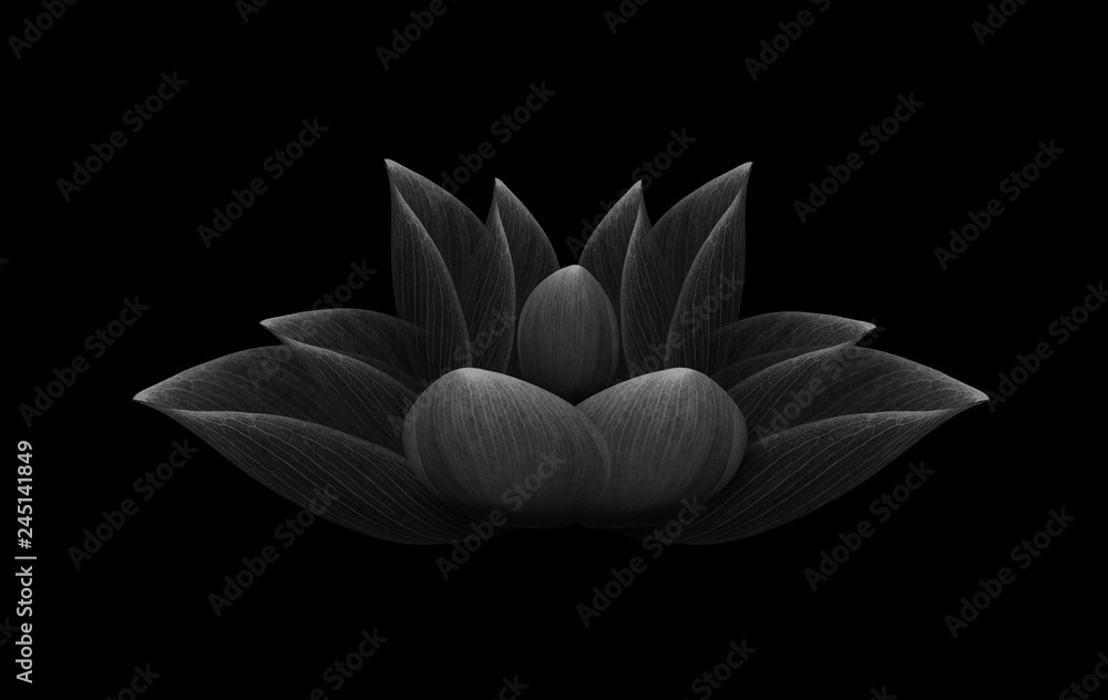lotus isolated on black background. lotus isolated on black background.