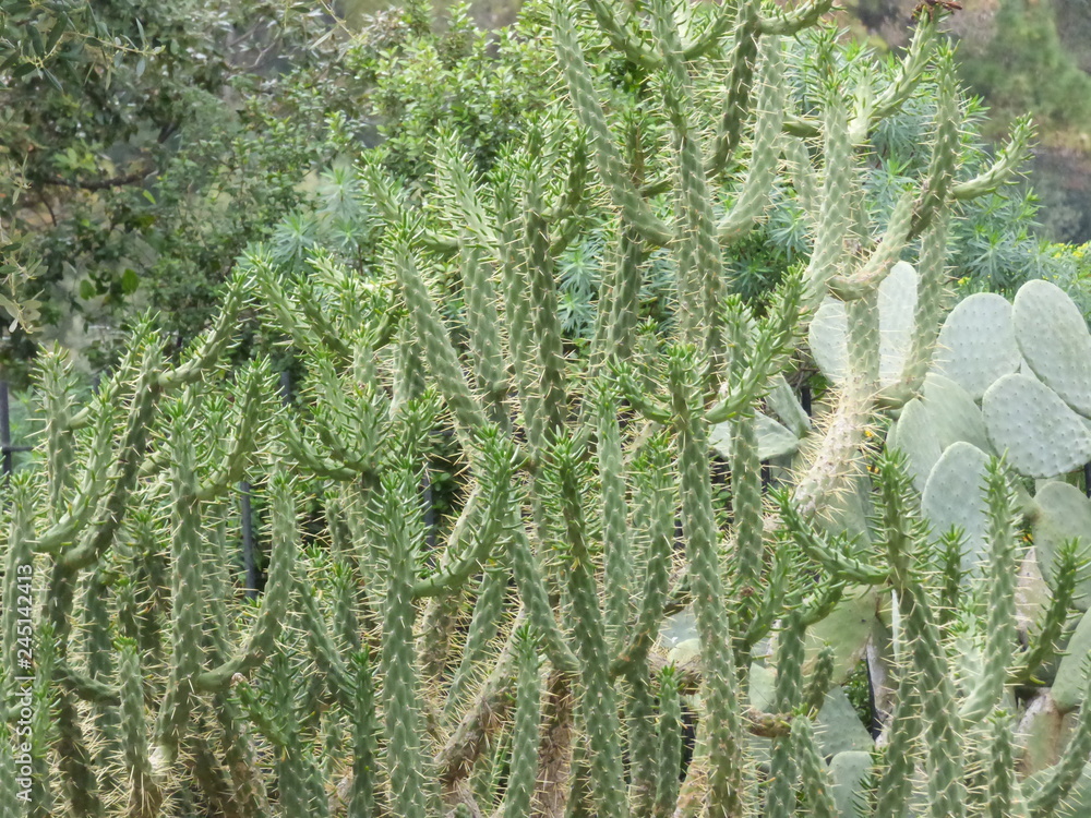 Cactus Cactus