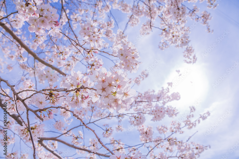 満開の桜