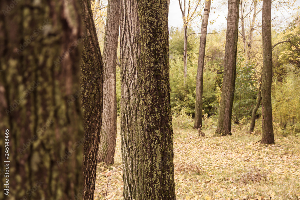 Obraz premium trees in the autumn forest
