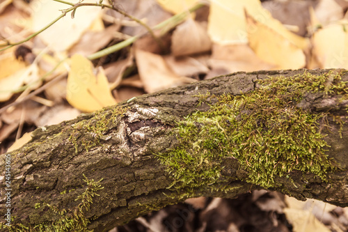 moss on the bark