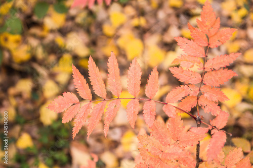 autumn leaves on tree