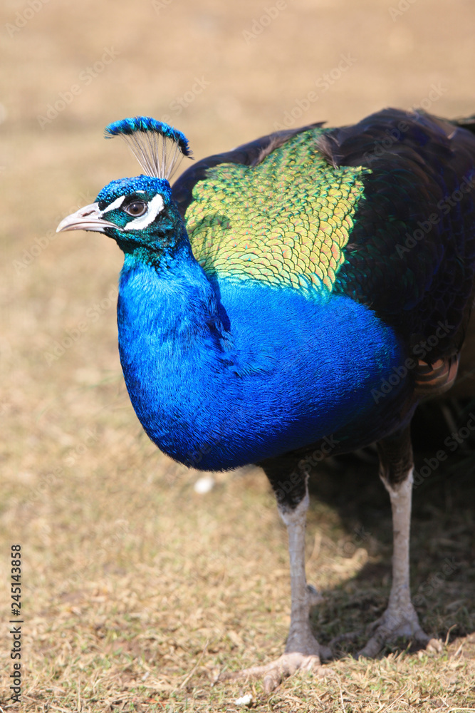 Obraz premium Beautiful peacock