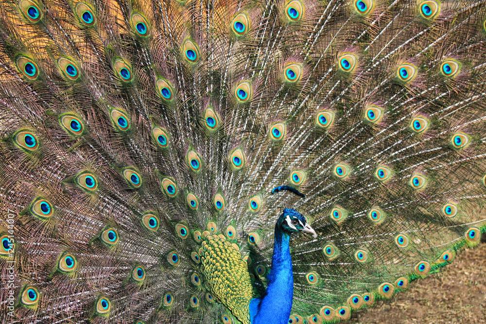 Obraz premium Beautiful peacock