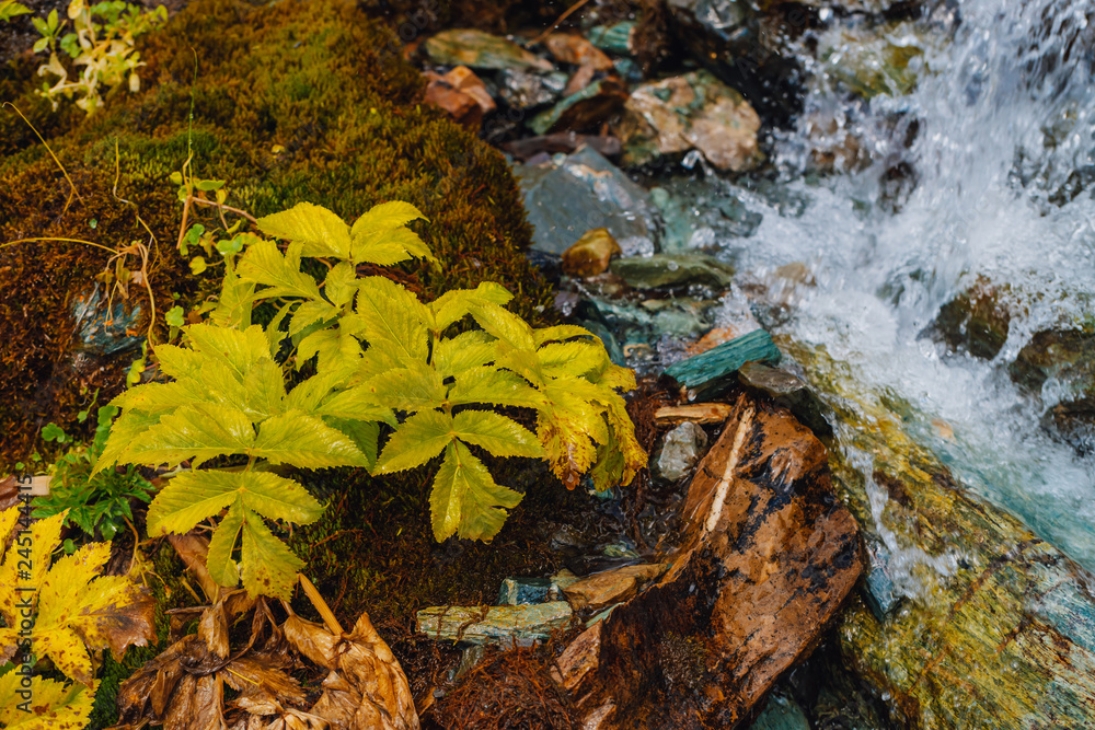 Rich flora of highlands. Red and green mosses, colorful plants, lichens, small waterfall from rock. Spring water on mountainside. Amazing natural background with beautiful vegetation of mountains. Rich flora of highlands. Red and green mosses, colorful plants, lichens, small waterfall from rock. Spring water on mountainside. Amazing natural background with beautiful vegetation of mountains.
