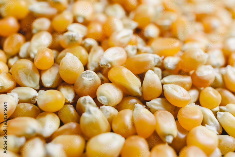Dry corn kernels to make popcorn Dry corn kernels to make popcorn